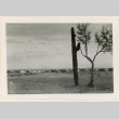 Plant life outside Butte (ddr-densho-37-1279)