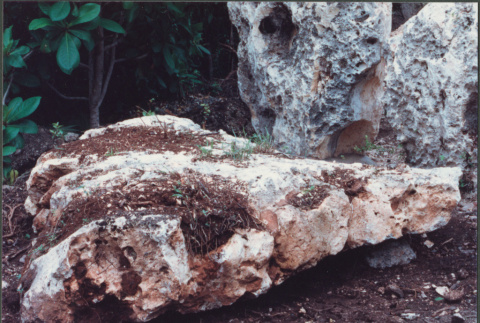 Landscape rocks in Saint Martin (ddr-densho-377-35)
