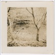 Trees (ddr-densho-377-2257)