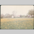 Field of flowers with house in background (ddr-densho-523-323)