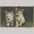 Two Kittens (ddr-densho-357-152)