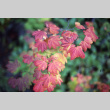 Vine Maples in fall (ddr-densho-354-1407)
