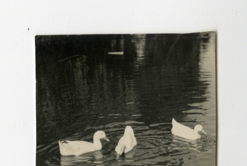 Ducks in a pond in the Poston camp (ddr-csujad-38-214)