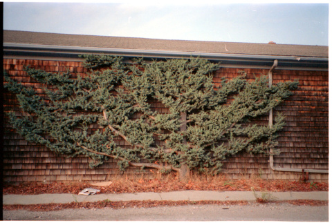 Tree on wall (ddr-densho-377-2364)