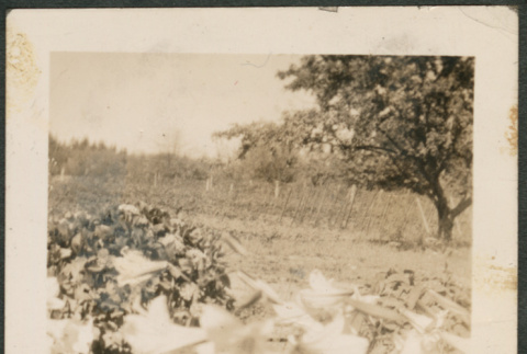 Lilies in a garden (ddr-densho-316-317)