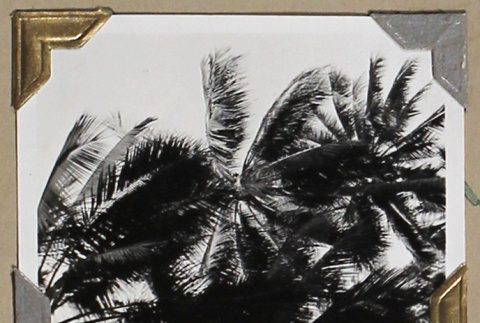 Fronds of multiple palm trees (ddr-densho-404-256)