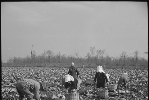 Japanese Americans harvesting cabbages (ddr-densho-37-807)