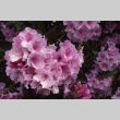 Flowers (ddr-densho-354-1267)