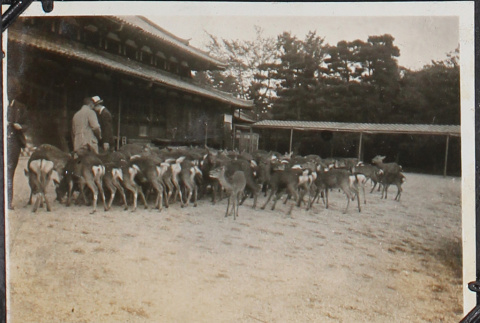 Men surrounded by herd of deer (ddr-densho-326-149)