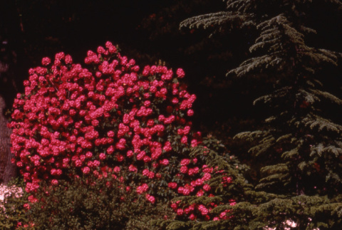 Blooming bushes in the Garden (ddr-densho-354-910)