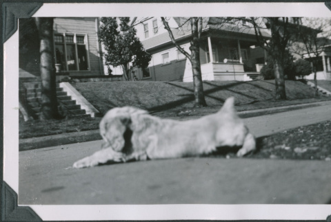 Photo of a dog (ddr-densho-483-1289)