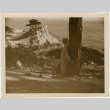 Tomoye (Nozawa) Takahashi leaning against tree looking out at coastline (ddr-densho-426-1786)