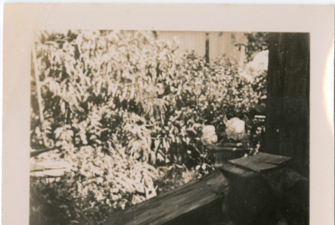 Cat sitting on wooden bench (ddr-densho-426-2101)