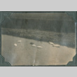 Photo of ducks in a pond (ddr-densho-483-514)