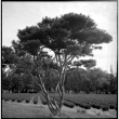 Trees and rows of plants at D. Hill Nursery (ddr-densho-377-1425)