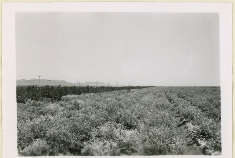 View of a cauliflower seed patch (ddr-densho-37-1396)