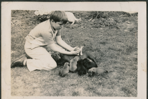 Boy with dog and puppies, and one kitten (ddr-densho-316-422)