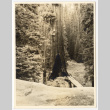 View of a tree in a forest (ddr-densho-542-819)