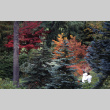 Fall foliage (ddr-densho-354-899)