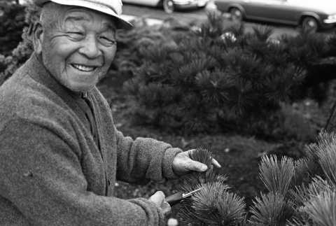 Fujitaro Kubota trimming pine at Seattle University (ddr-densho-354-2076)