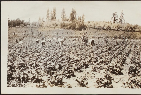 Workers picking strawberries (ddr-densho-259-251)