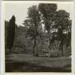 Trees in a field (ddr-densho-201-110)