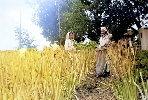Starr Urakawa and Florence Chizuko Anazawa working at Stadler’s Red Onion Patch (ddr-densho-474-142)