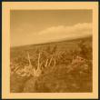Hawaiian landscape (ddr-densho-363-316)