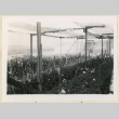 Growing carnations (ddr-densho-37-1404)