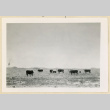 Cows standing in a field (ddr-densho-37-1628)