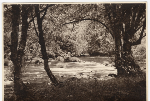 River in a wooded area (ddr-densho-542-822)