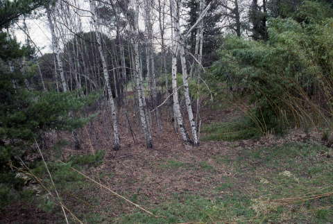 Birches in amphitheater, Japanese Garden to left (ddr-densho-354-1070)