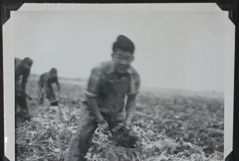 Man working in farm field (ddr-densho-359-1438)