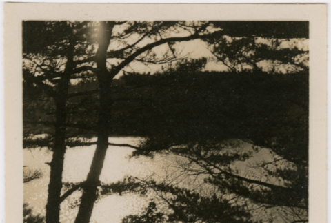 View of lake through trees (ddr-densho-426-1393)