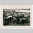 People loading onto buses holding umbrellas (ddr-densho-475-393)