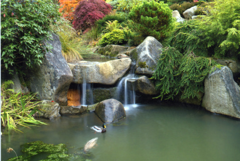 Kubota Garden Pond (ddr-densho-354-1715)