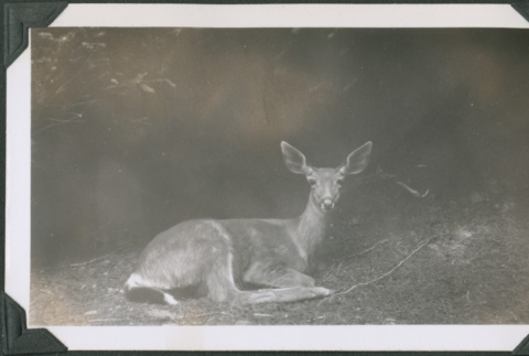 Photo of a deer (ddr-densho-483-1332)