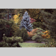 Trees and bushes in the Fall (ddr-densho-354-904)