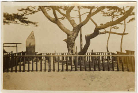 Tree surrounded by low fence with stone markers (ddr-densho-426-1794)