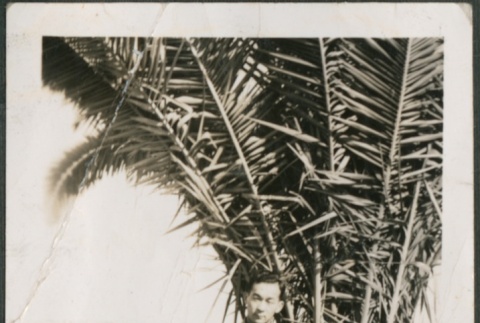 A man standing in front of a palm tree (ddr-densho-316-32)