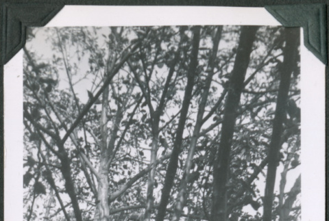 Photo of tree branches (ddr-densho-483-1352)