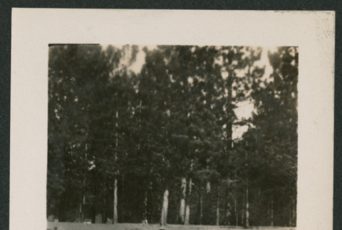 2 women on a wooded beach (ddr-densho-378-856)