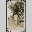 Man poses in front of tree (ddr-densho-359-556)
