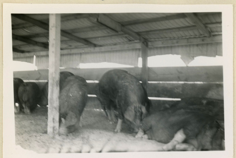 View of a pigsty (ddr-densho-37-1624)