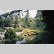 Looking from stones northeast toward pond at Japanese Garden (ddr-densho-354-1533)