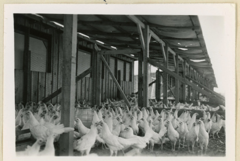 Hens standing in a chicken run (ddr-densho-37-1619)