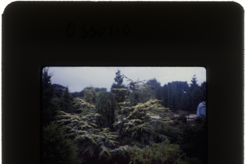 Garden at the Ossorio project (ddr-densho-377-512)
