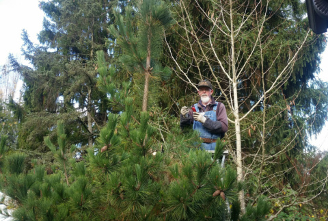 Volunteer pruning tree (ddr-densho-354-2456)