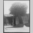 Tree (ddr-densho-443-100)