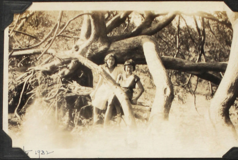Two girls in a tree (ddr-densho-423-528)